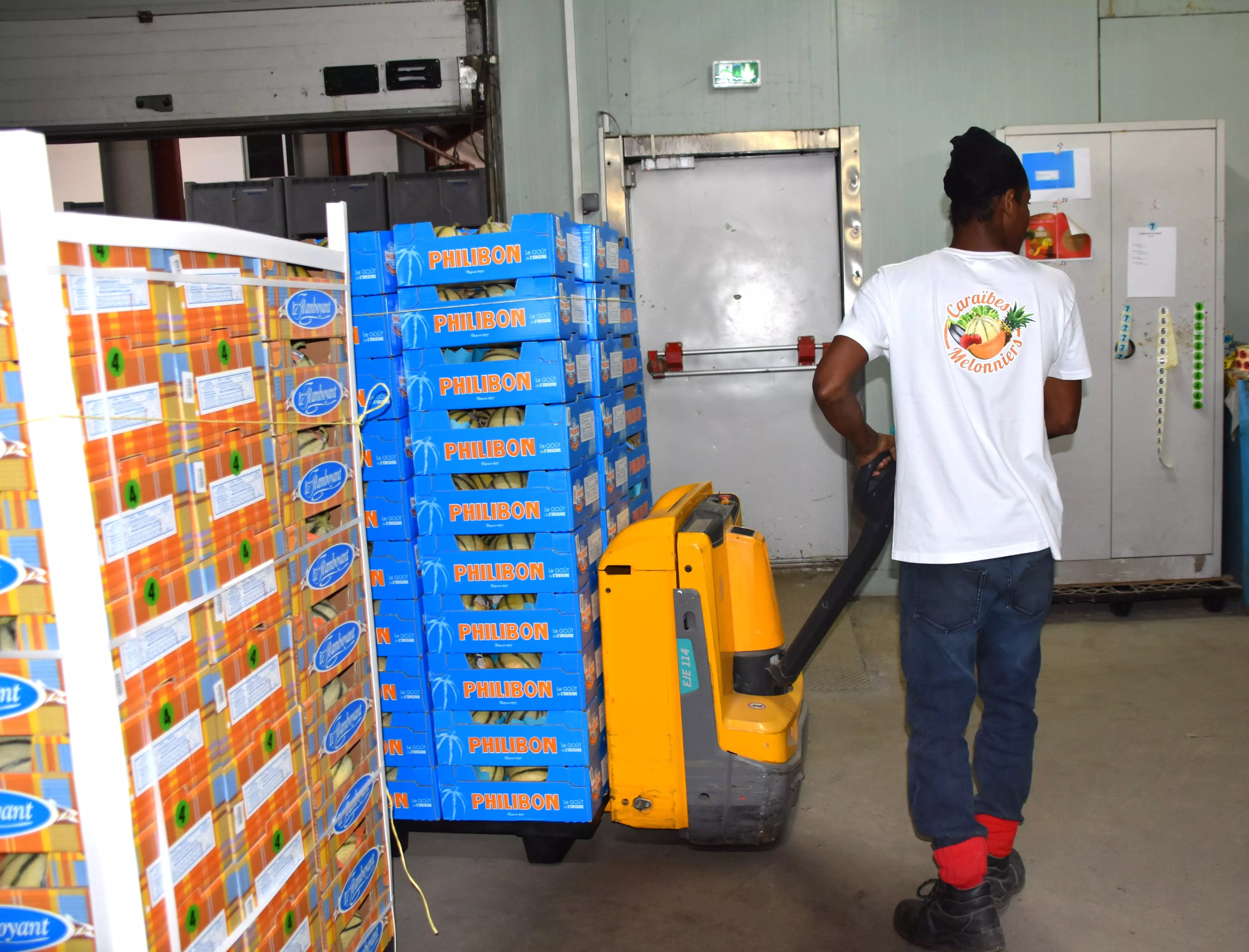 Filière melon aux Antilles : « Sans soutiens financiers, c’est toute la filière qui est menacée », l’organisation de producteurs Caraïbes Melonniers lance un cri d’alerte