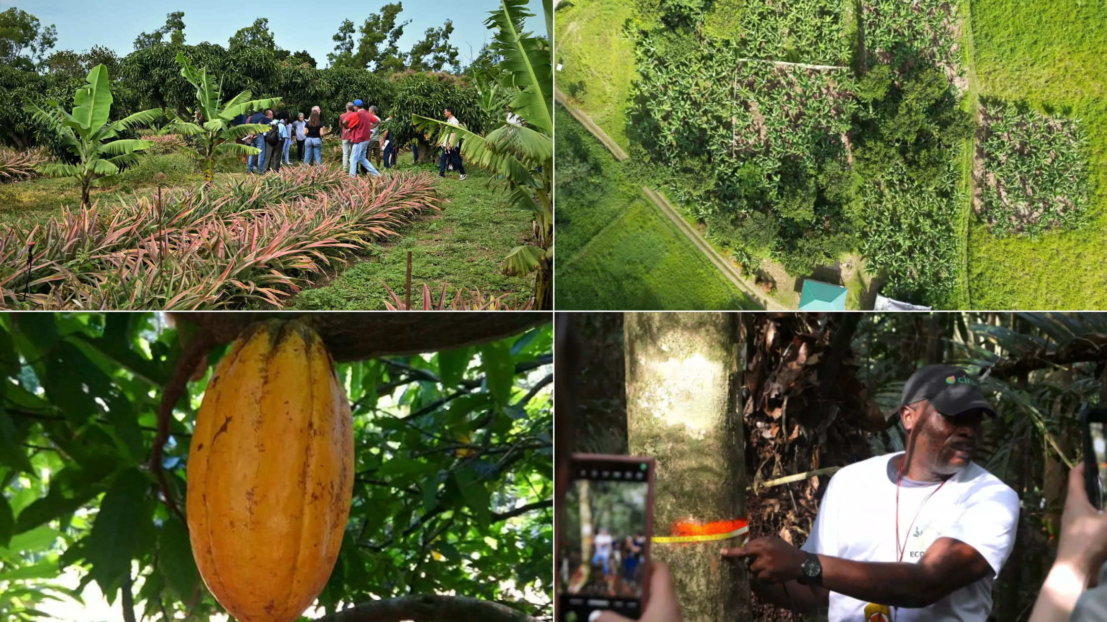 INTERVIEW. Les Outre-mer, terres d’expérimentation et de recherche passionnantes pour les 350 chercheurs et personnels du Cirad