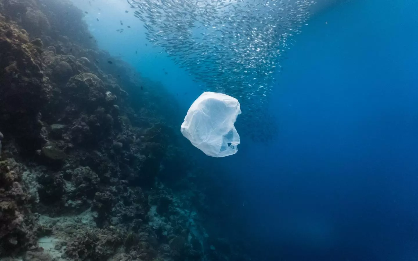 Le plastique, une "bombe à retardement" qui risque de modifier en profondeur les écosystèmes marins