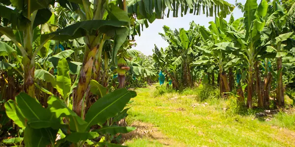 Martinique : Recherche sur la chlordécone, l’ANR fait le point à mi-parcours et prépare un nouvel appel à projets