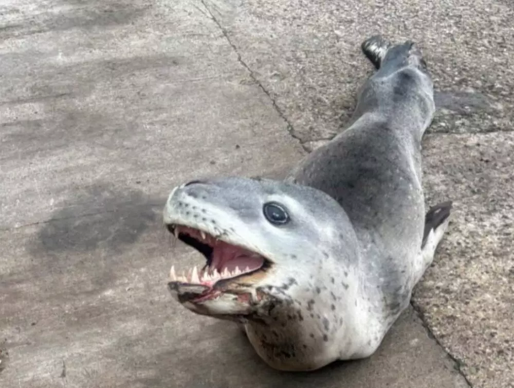 Habitué de l'Antarctique, un phoque-léopard observé en Polynésie