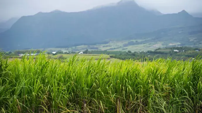 À La Réunion, la canne à sucre en perte de vitesse malgré un soutien public massif