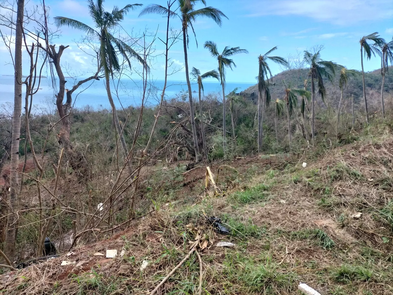DOSSIER [2/5]. Mayotte post-Chido : Des noix polynésiennes pour reconstruire la cocoteraie