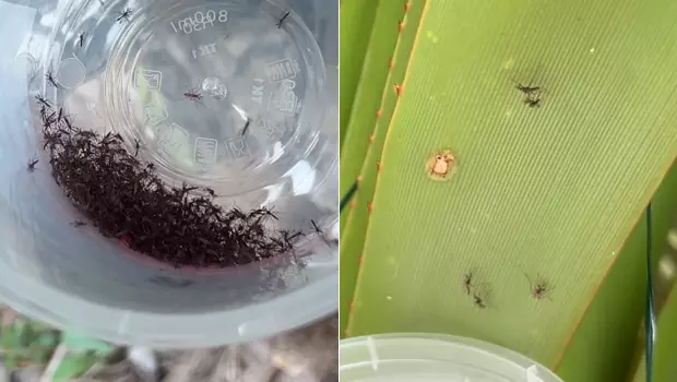 La Réunion : des centaines de moustiques stériles lâchés dans la nature pour lutter contre le chikungunya à Saint-Joseph