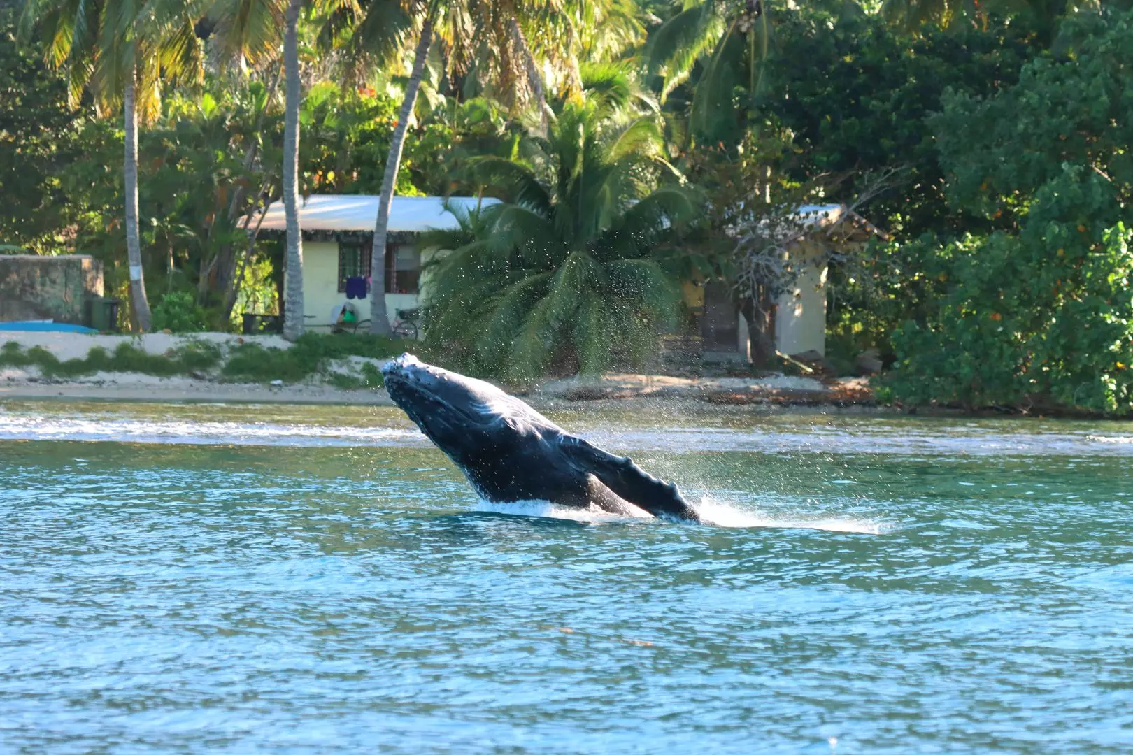 La Polynésie compte faire ralentir les bateaux pour protéger les baleines