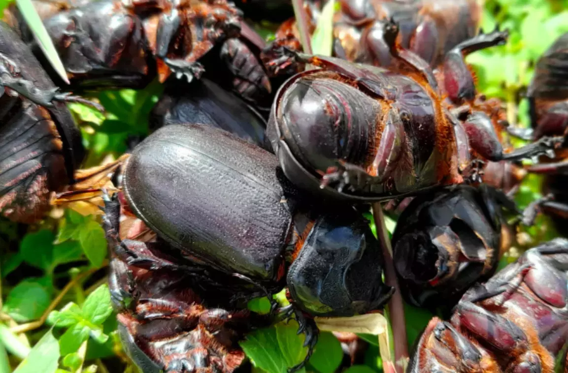 Nouvelle-Calédonie : Deux nouveaux spécimens de scarabée rhinocéros des cocotiers découverts à Lifou
