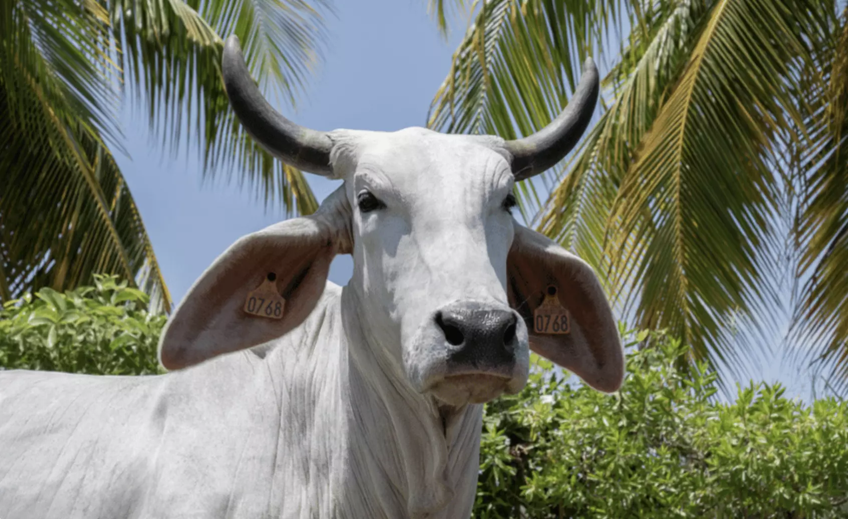 La vache martiniquaise Biguine, égérie brahmane du prochain Salon de l'agriculture 2026 dévoilée