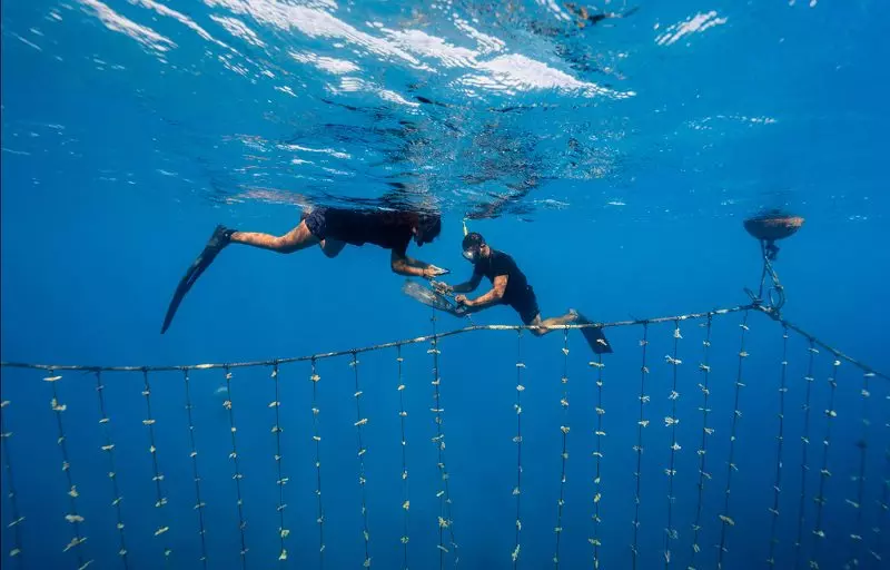 Polynésie : L’association Coral Gardeners distinguée par le Time Magazine et l’Ifremer