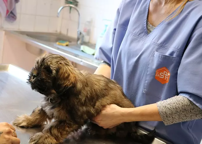 Guyane : La SPA annonce l’ouverture d’un dispensaire vétérinaire à Matoury et lance une campagne de recrutement