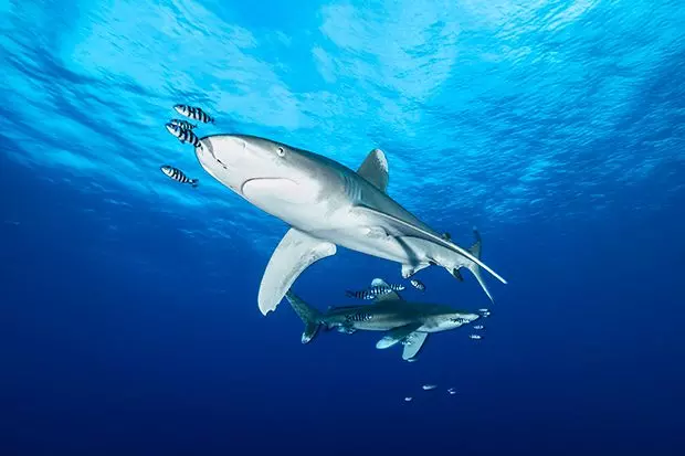 Biodiversité : Protection renforcée pour plus de 70 espèces de requins et de raies