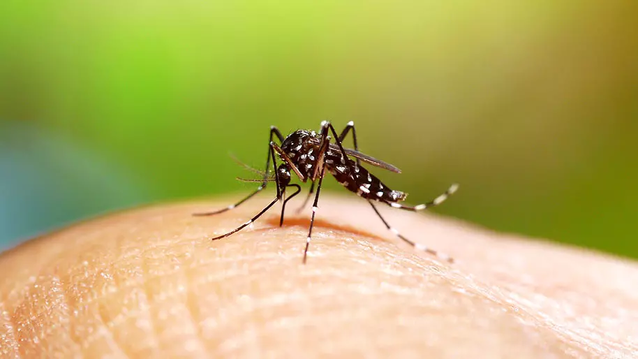 Dengue: 20 millions d'euros investis par l’Europe pour de nouveaux traitements