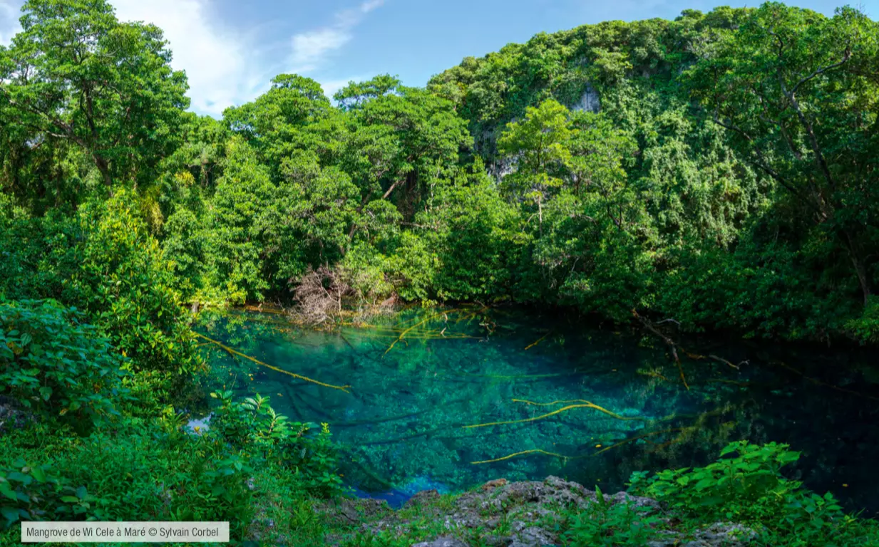 Les mangroves de Nouvelle-Calédonie et de Wallis menacées, selon la Liste rouge des écosystèmes en France