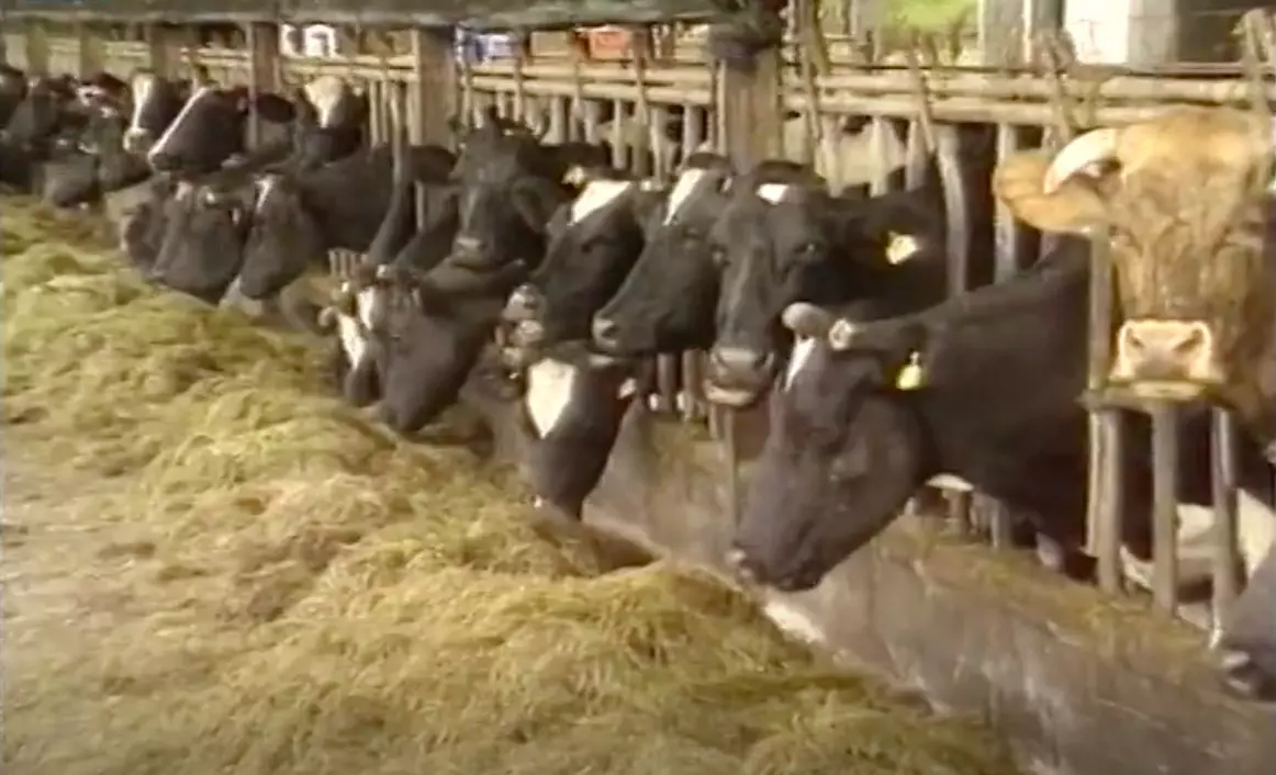 Dermatose nodulaire : « L’exemple réunionnais est un exemple à suivre » pour l’Hexagone, défend la Confédération paysanne