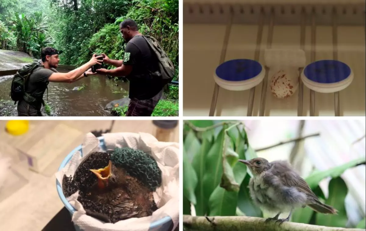 Biodiversité : En Polynésie, un monarque de Fatu Iva naît et grandit en captivité pour la première fois