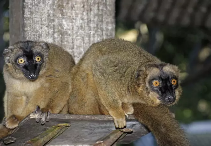 Biodiversité : Erosions des récifs, espèces menacées et pressions humaines croissantes placent Mayotte au coeur d'une crise écologique régionale