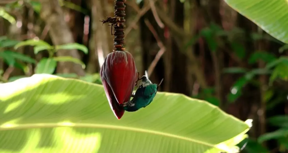 Biodiversité en Polynésie : À Ua Huka, une association lutte pour préserver la perruche bleue, espèce endémique