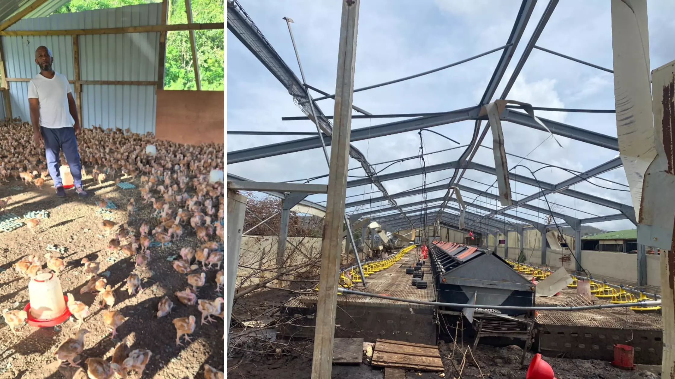 À Mayotte, un an après le cyclone Chido, l'éleveur Abdallah Mhamadi se bat pour faire revivre son exploitation dévastée