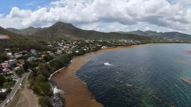 En Martinique, 2025, une année record d’échouements de sargasses selon Météo-France