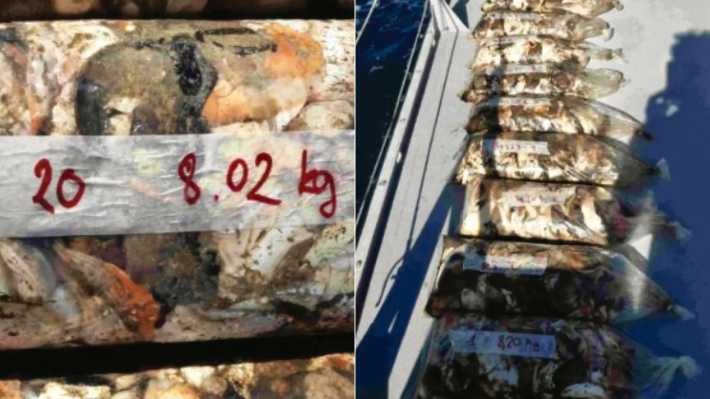 Martinique : plus de 180 kilos de chair de lambi, coquillage antillais protégé, saisis par les douanes de Fort-de-France