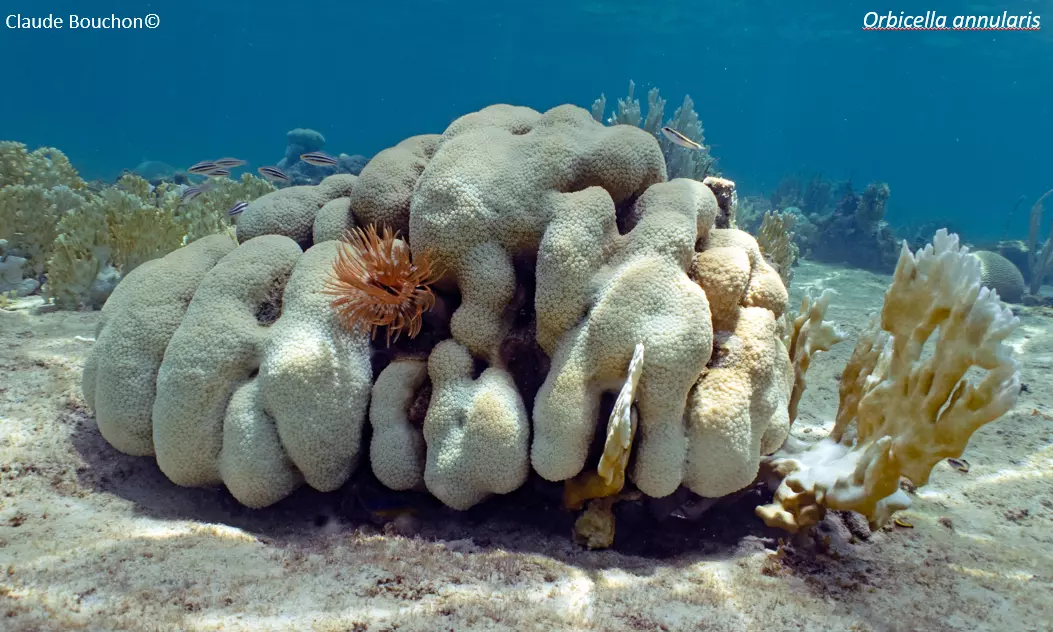 Caraïbes: les récifs coralliens réduits de moitié depuis 1980, selon un rapport