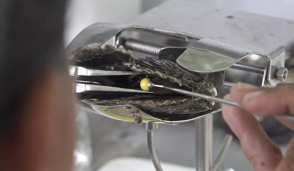 Polynésie : Dans l’archipel des Tuamotu, la perle noire de l’atoll de Manihi, un pilier de l’économie sous tension