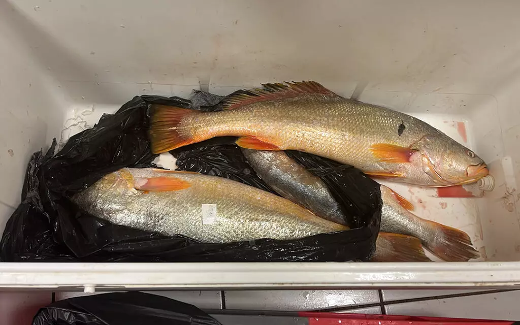 Les ressources en acoupas en diminution au large de la Guyane