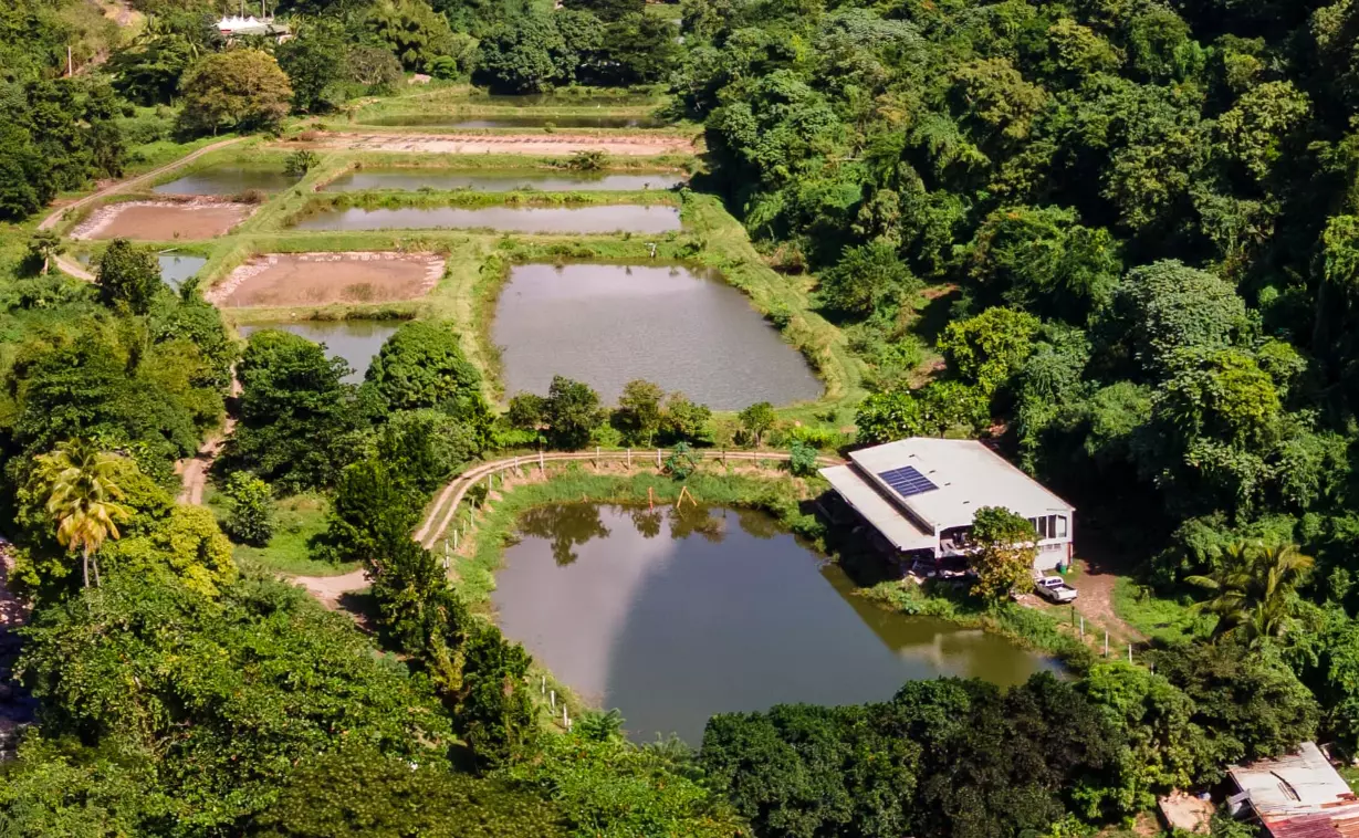 Martinique : L’Assemblée locale adopte la création d’une autorité unique de l’eau et de l’assainissement