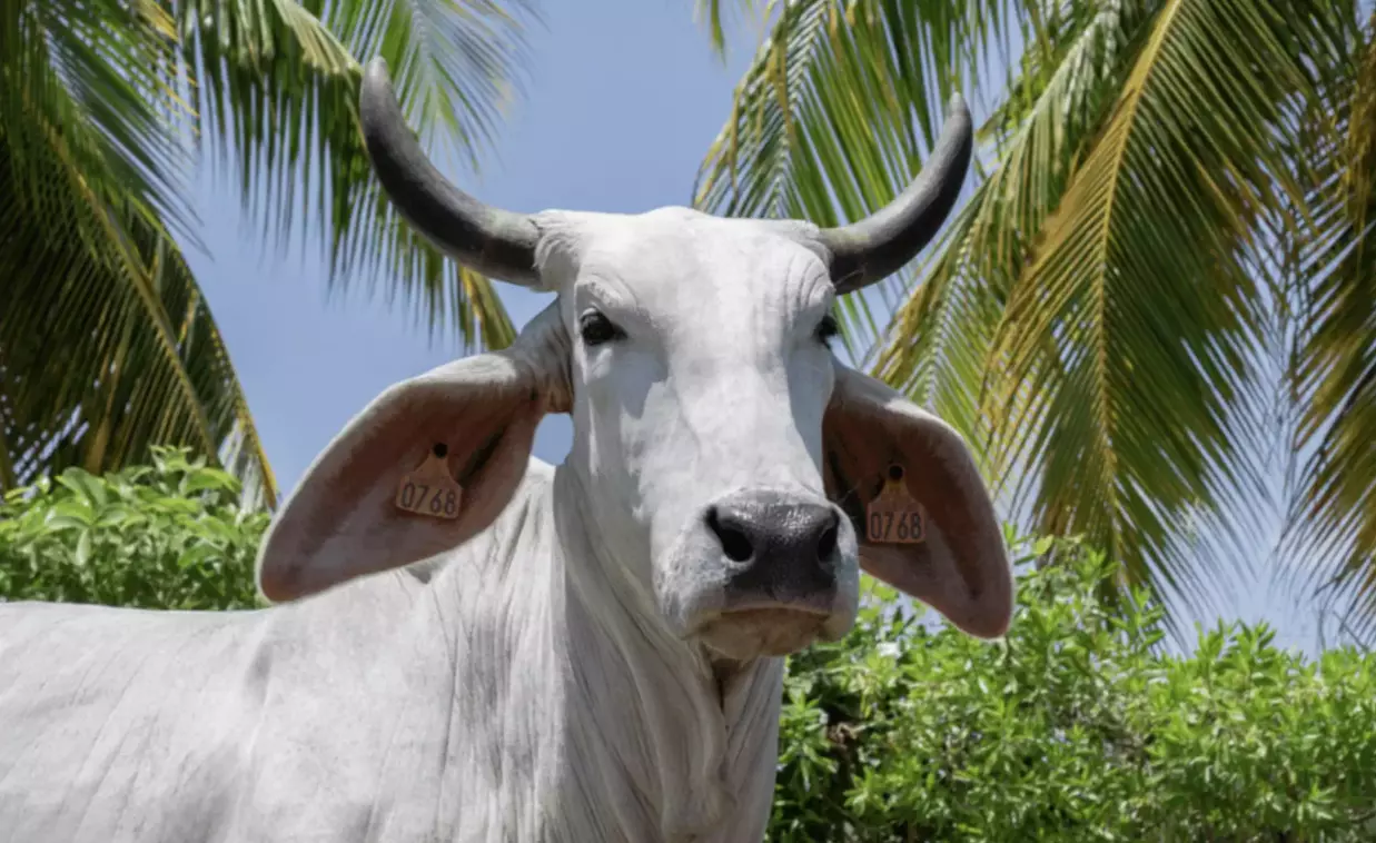 Salon de l'Agriculture : pas de concours pour les vaches et question sur la présence de Biguine, venue spécialement de Martinique
