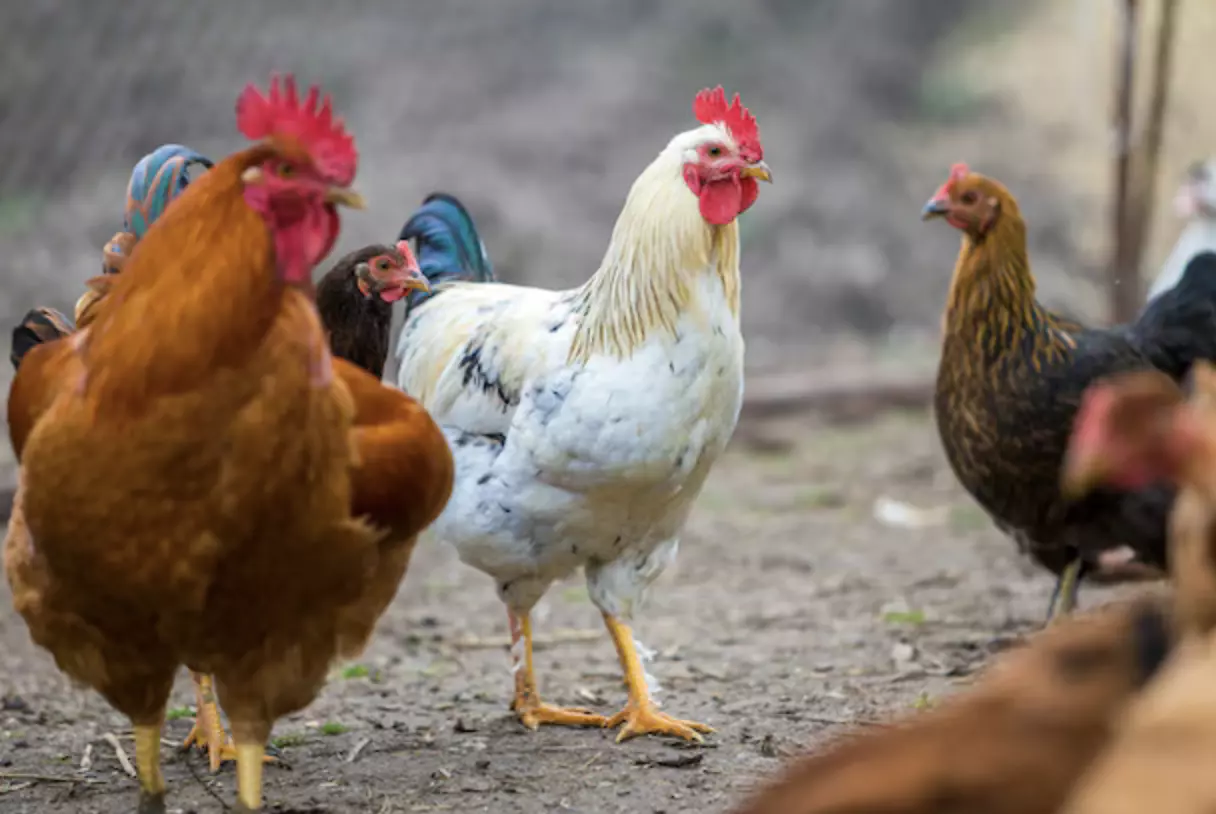 La Réunion&nbsp;: Maladie de Newcastle, levées des zones réglementées à La Réunion, les "batay kok" de nouveau autorisées