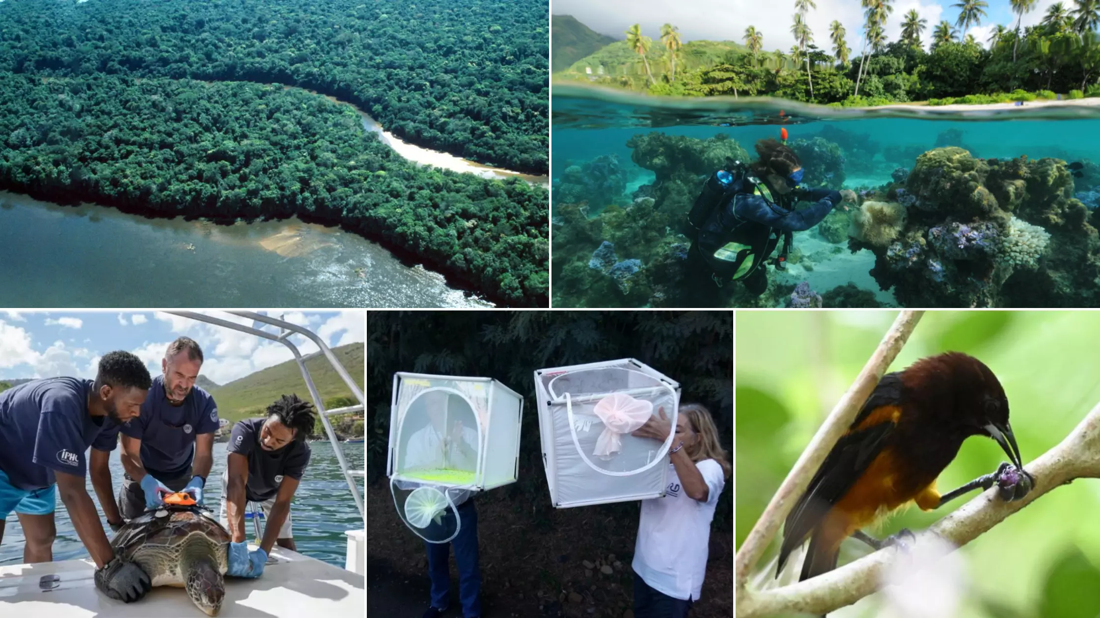 Le gouvernement lance le Programme Prioritaire de Recherche (PPR) « Outre-mer » dans le cadre de France 2030