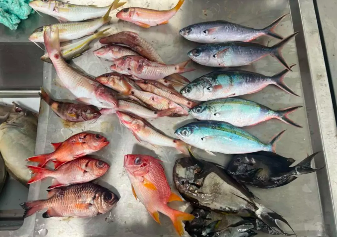 Des microplastiques présents dans un tiers des poissons de plusieurs pays du Pacifique