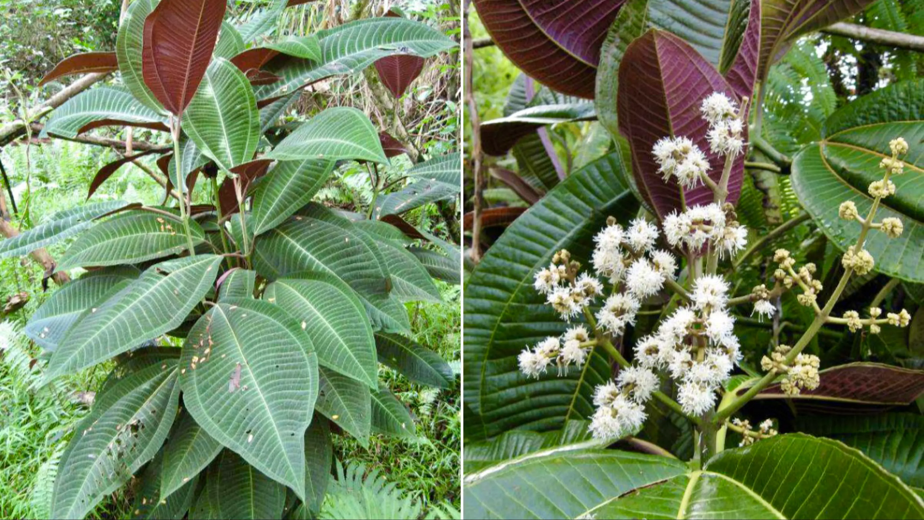 La Guadeloupe renforce la lutte contre le Miconia calvescens, une plante exotique envahissante