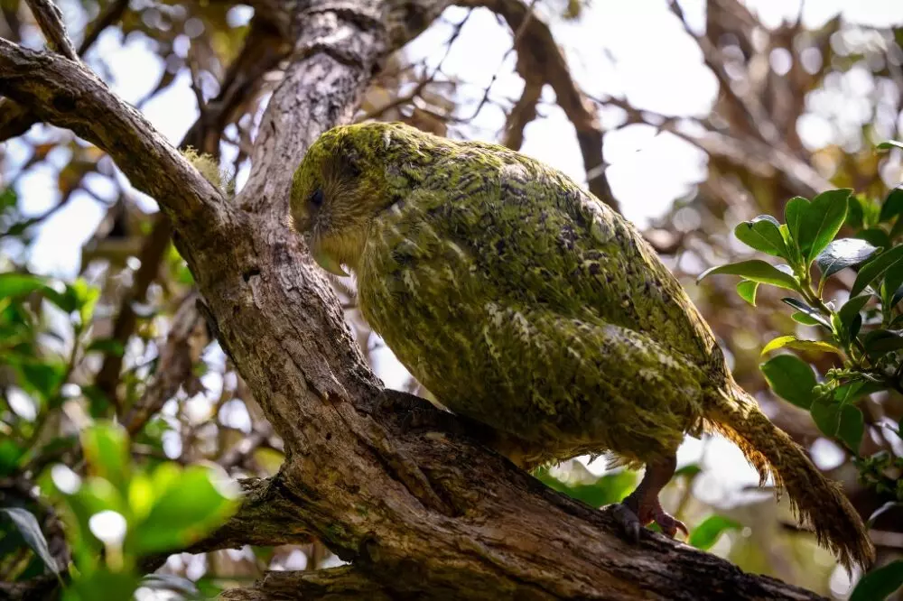 Nouvelle-Zélande : le kakapo, perroquet en danger, recommence à se reproduire après 4 ans