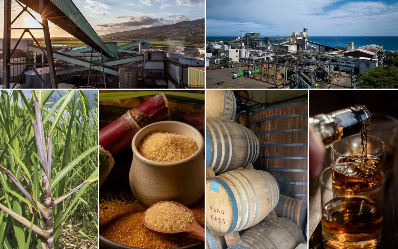 Canne, sucre, rhum, énergie : à La Réunion, une filière industrielle au cœur de l’économie insulaire