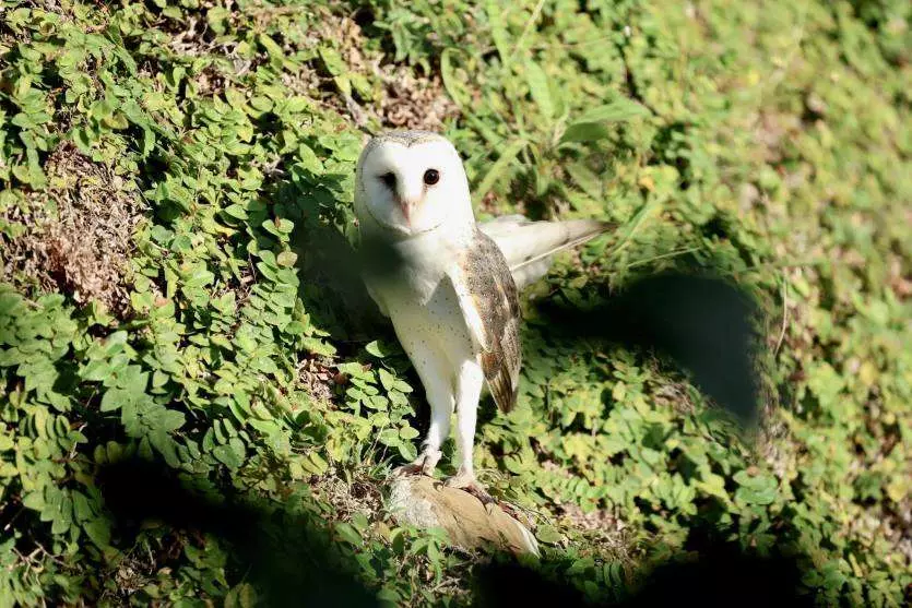 Biodiversité en Nouvelle-Calédonie : La chouette, une autre alliée dans la lutte contre le scarabée rhinocéros ?