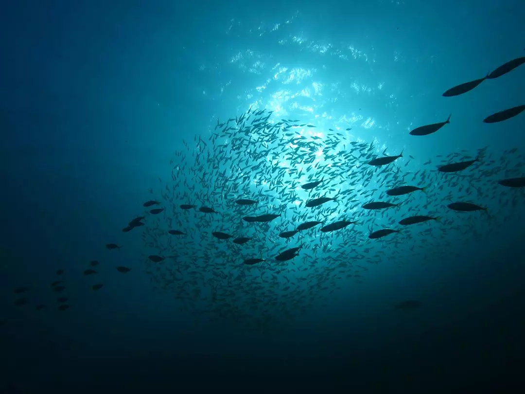 Traité mondial sur la haute mer : « Ce traité va faire vivre le multilatéralisme », se félicite la ministre chargée de la Mer et de la Pêche