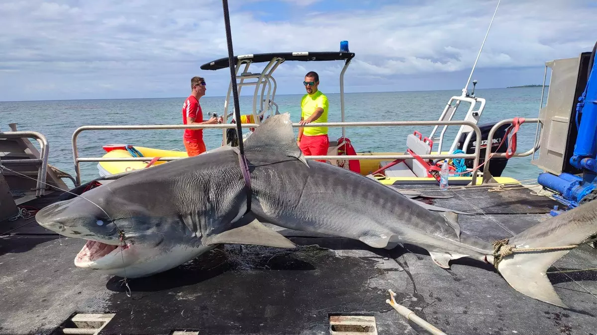 Après la mort d’un véliplanchiste en Nouvelle-Calédonie, les abattages de requins relancés à Nouméa