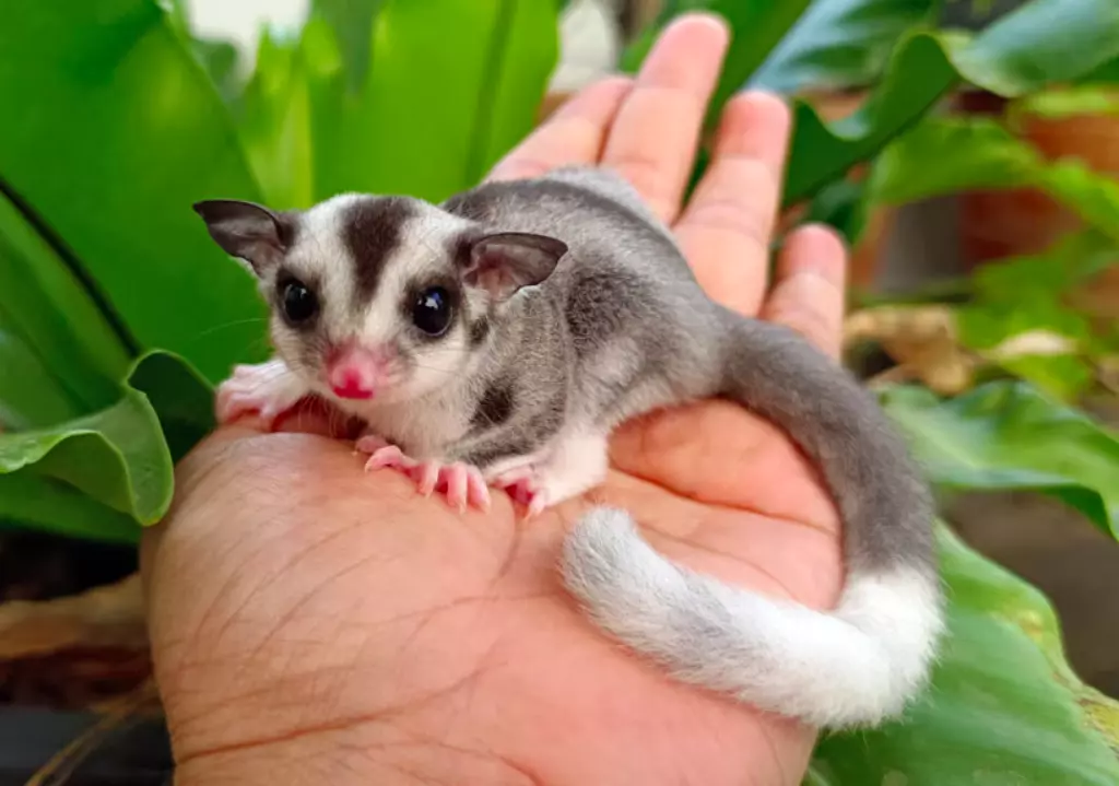 Polynésie : Un phalanger volant, ou « Sugar Glider », découvert à Papeete