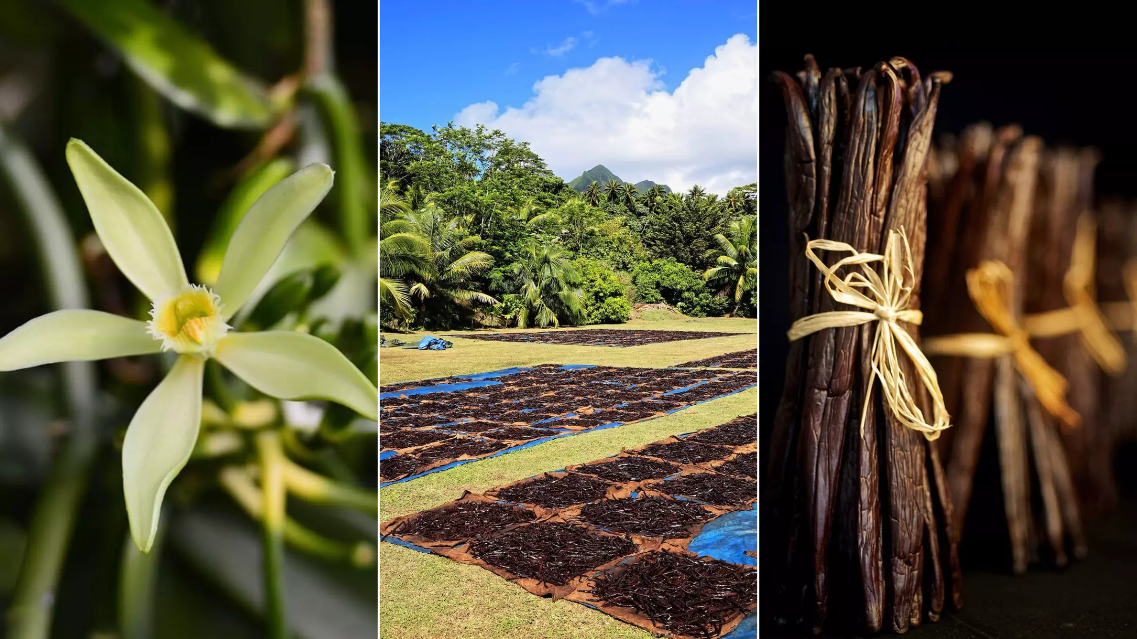 Filière vanille : Les défis de la vanille ultramarine en quête de renaissance dans un marché mondial sous tension