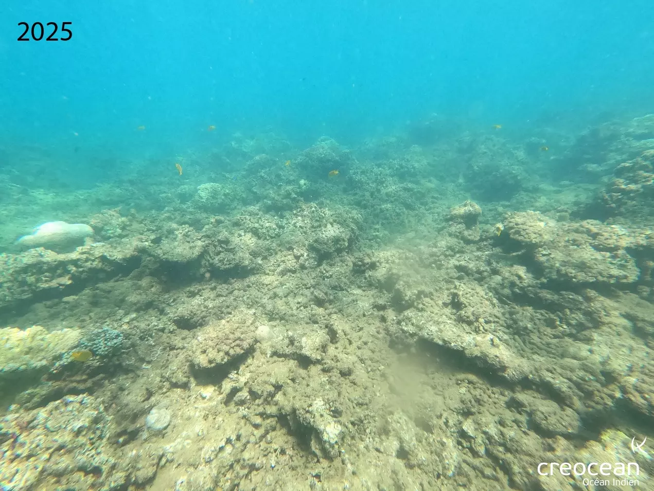Dans le lagon de Mayotte après Chido, il faudra « 10 à 15 ans » pour retrouver des récifs coralliens à l'identique