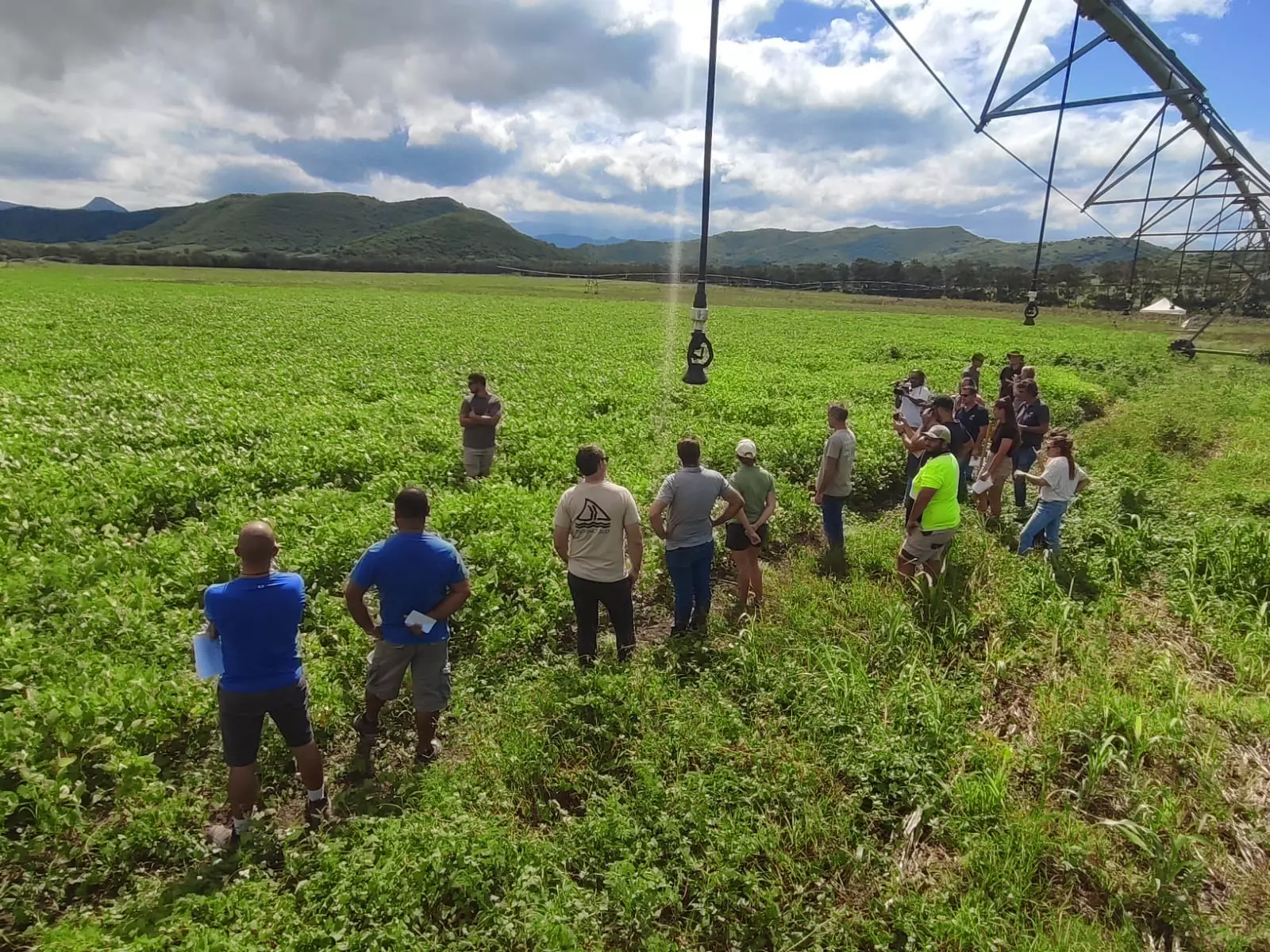 Nouvelle-Calédonie : la culture du soja testée sur 16 hectares