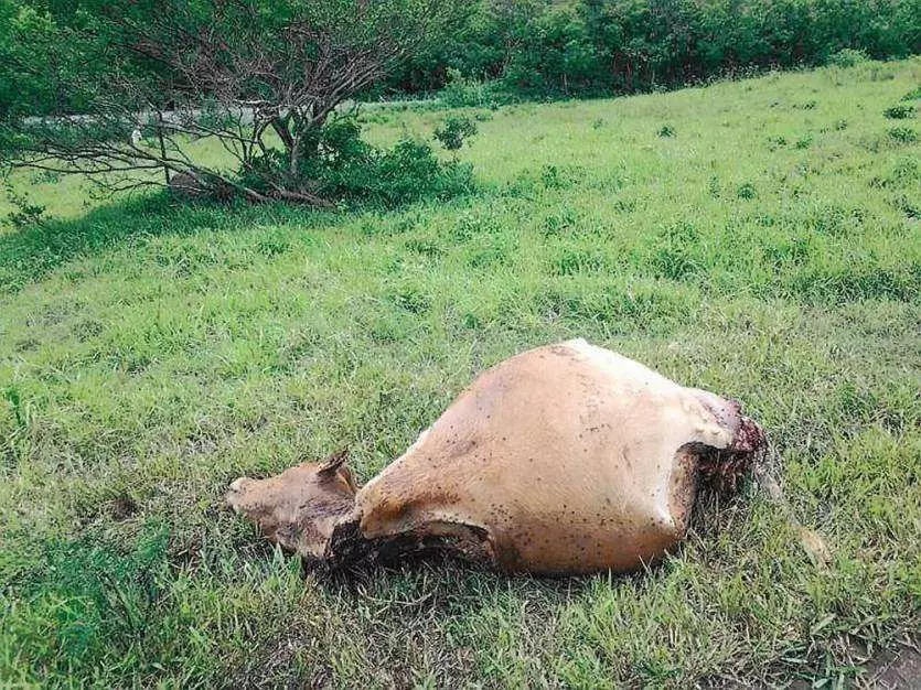En Nouvelle-Calédonie, une convention pour renforcer la sécurité des exploitations agricoles