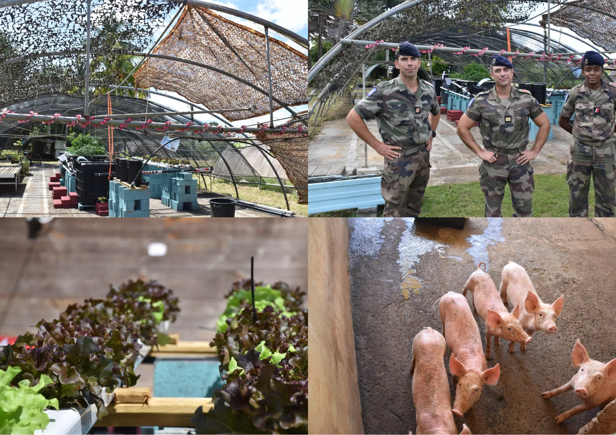 Au RSMA de Guadeloupe, la ferme pédagogique mise sur l’innovation agricole pour former les jeunes volontaires