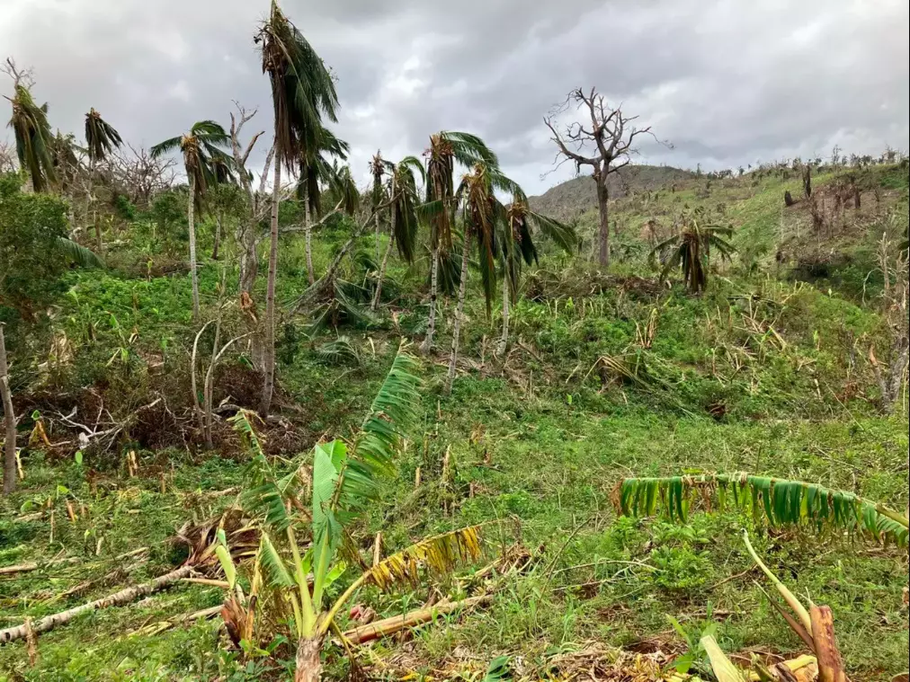 Agriculture : 40 000 cocos de Polynésie française arrivent à Mayotte