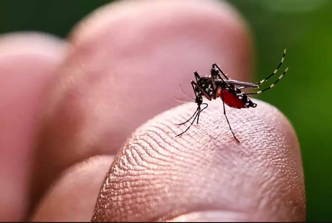 Martinique : Lancement d’une concertation territoriale pour un plan de lutte contre les arboviroses