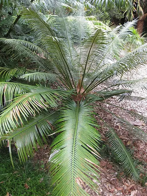 Au Vanuatu, une feuille sacrée pour protéger les forêts des pillages