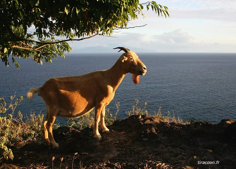 Aux Saintes en Guadeloupe, les chèvres nuisent à la biodiversité