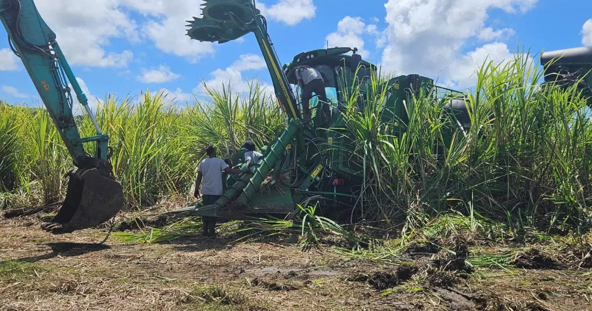 Martinique : Une campagne sucrière porteuse d’espoir pour l’usine du Galion