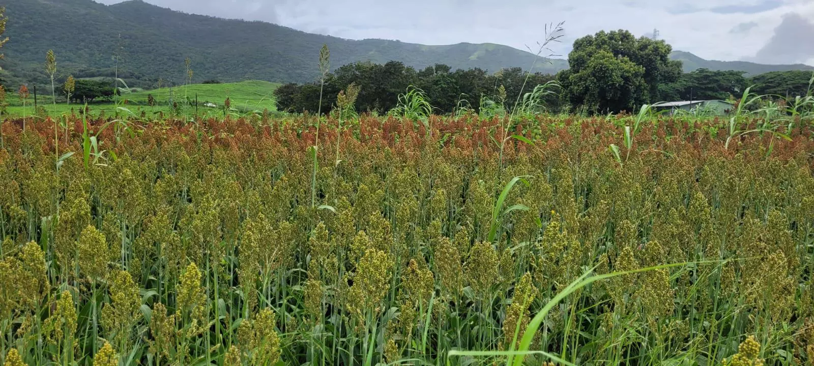 Nouvelle-Calédonie : Le sorgho, une piste agricole à l’étude pour l’alimentation animale