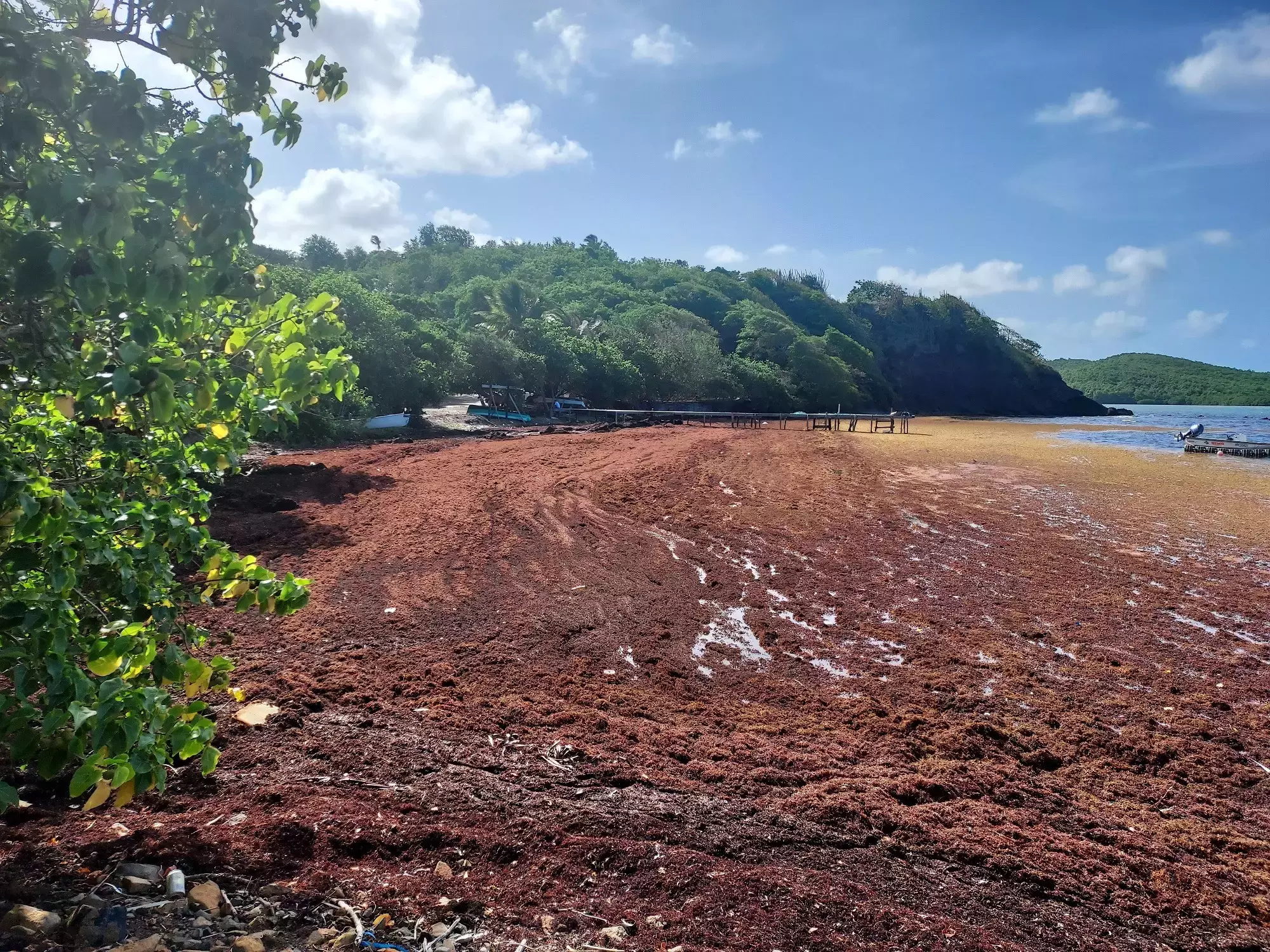 «On nous annonce une nouvelle année terrible »: en Guadeloupe et Martinique, échouements massifs de sargasses en vue